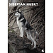 CalendarsRUs Calendario A3 Siberian Husky 2025