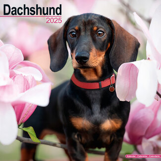 Avonside Dachshund Calendar 2025