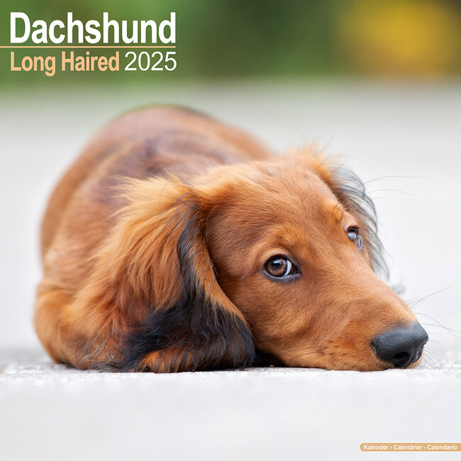 Dachshund Longhair Calendar 2025