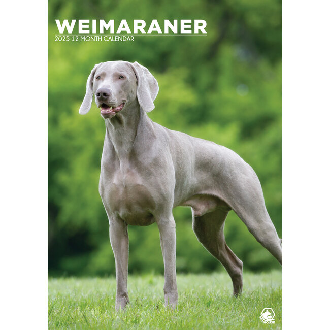 Weimaraner A3 Calendar 2025