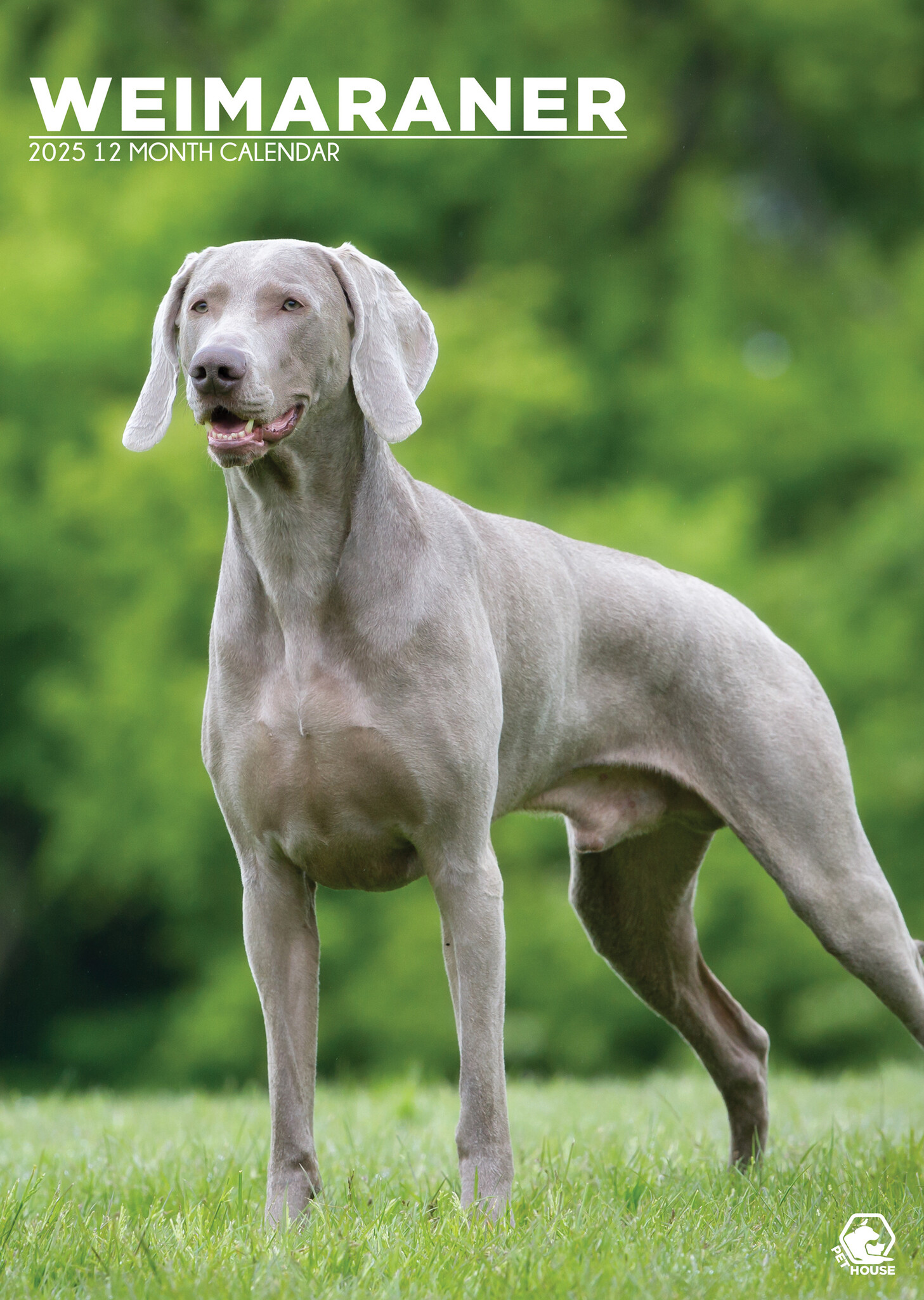 Weimaraner A3 Kalender 2025 Kopen? Bestel eenvoudig en snel Online
