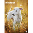 CalendarsRUs Whippet A3 Calendrier 2025