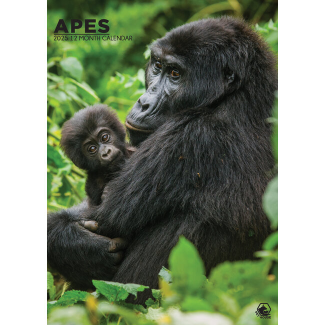 Buying Monkey A3 Calendar 2025? Order online quickly and easily