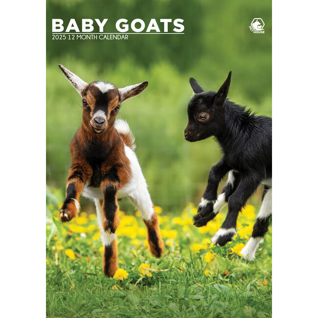 Baby Goats A3 Calendar 2025