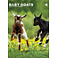 CalendarsRUs Baby Goats A3 Calendar 2025