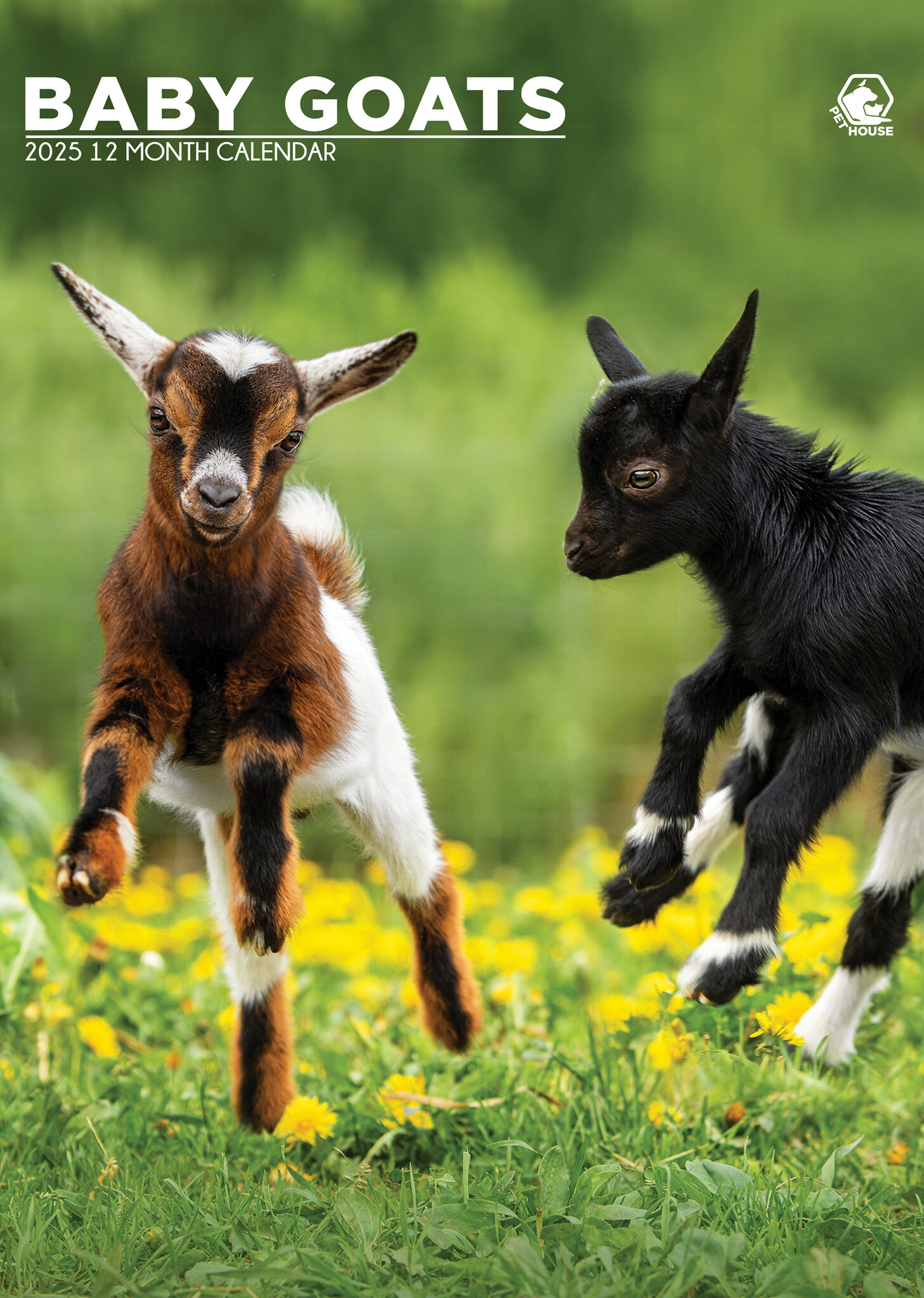 Baby Geitjes A3 Kalender 2025