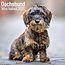 Avonside Dachshund Calendar Smoothhair 2025