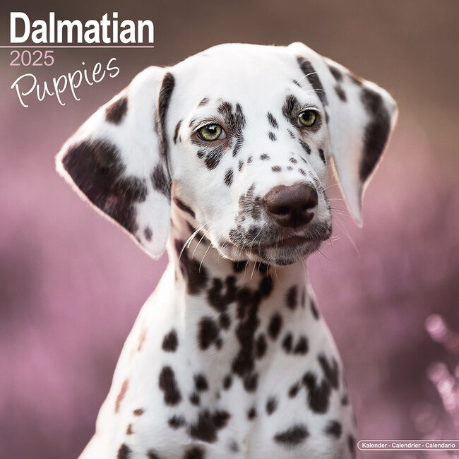 Dalmatian Calendar Puppies 2025
