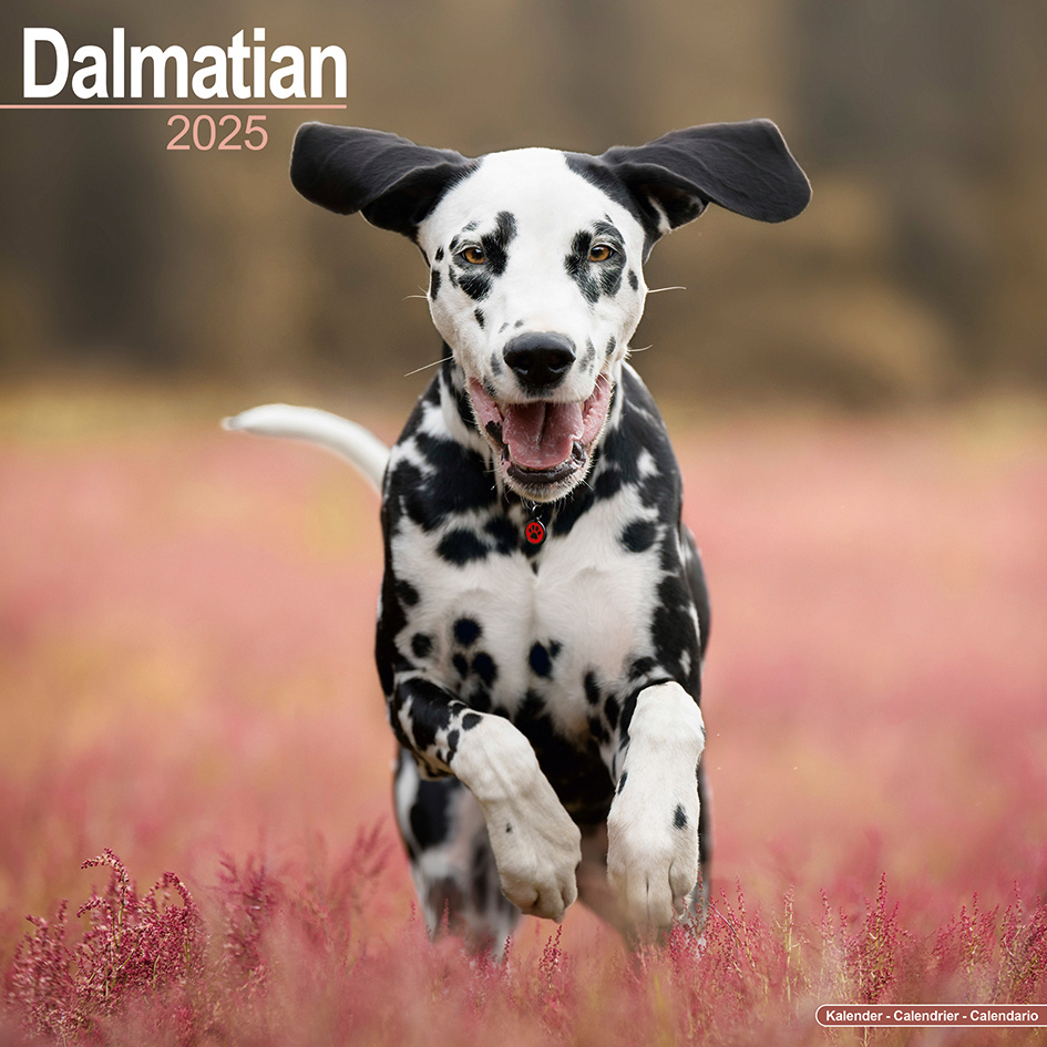 Dalmatian Calendar 2025 Buy Order easily online Kalenderwinkel.nl