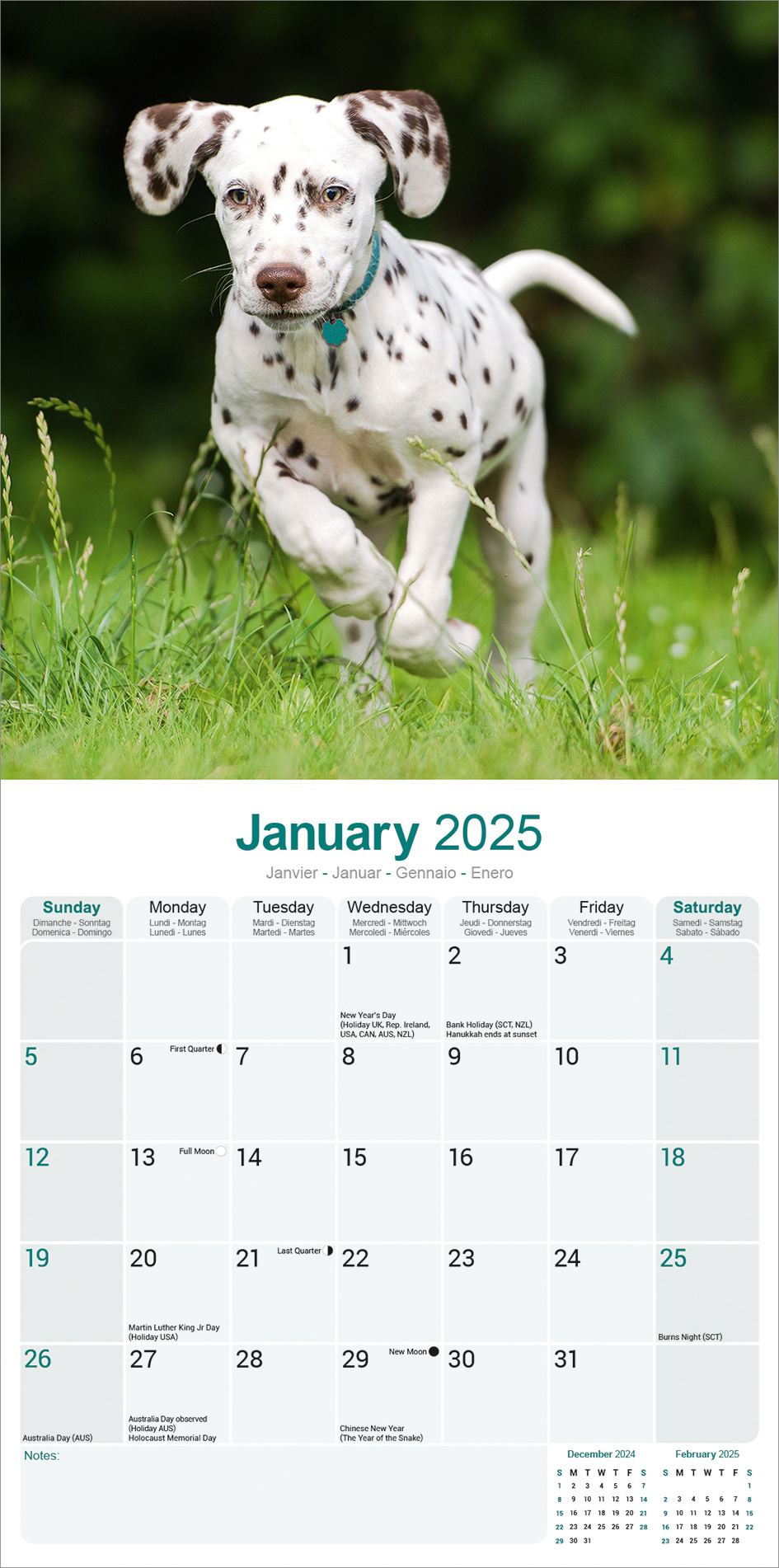 Dalmatian Calendar 2025 Buy Order easily online Kalenderwinkel.nl