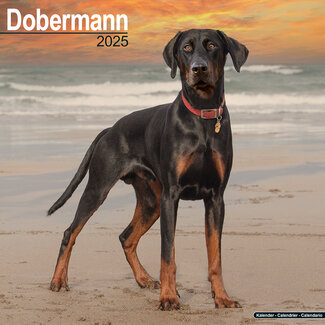 Avonside Calendrier Dobermann 2025