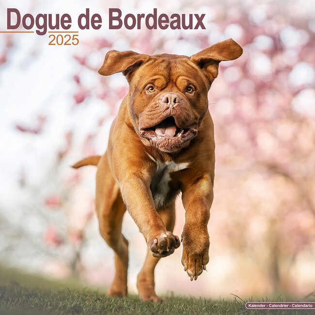 Bordeaux Hundekalender 2025