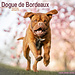 Avonside Bordeaux Hundekalender 2025