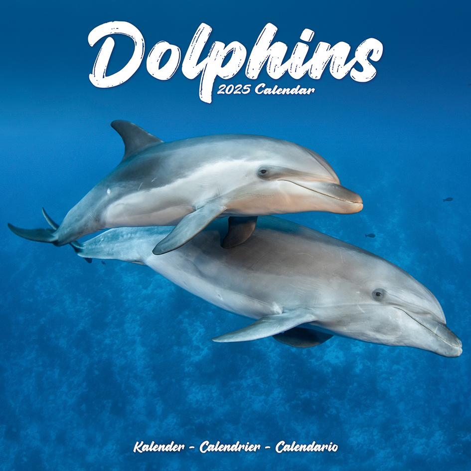 Buying Dolphin Calendar 2025 simply order online Kalenderwinkel.nl