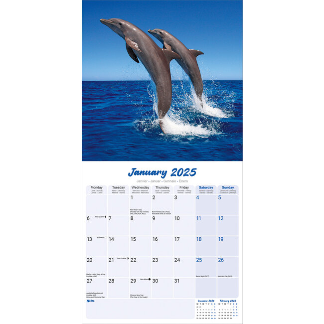 Buying Dolphin Calendar 2025 simply order online Kalenderwinkel.nl