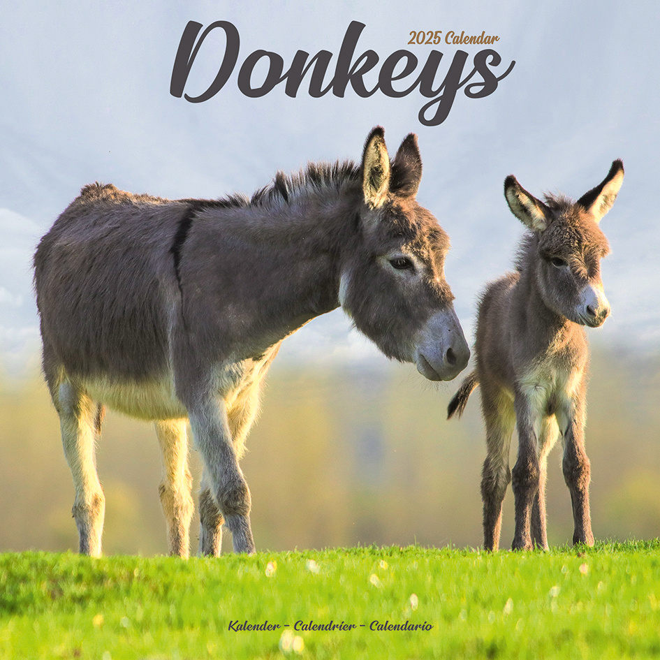 Buy Donkey Calendar 2025? Order online quickly and easily