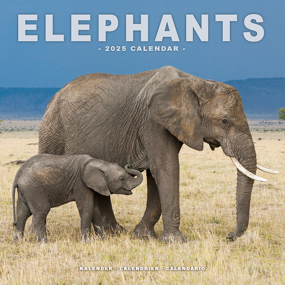 Buying Elephant Calendar 2025 | Easily order online - Kalenderwinkel.nl