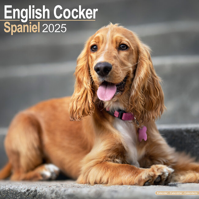 Calendario Cocker Spaniel Inglese 2025