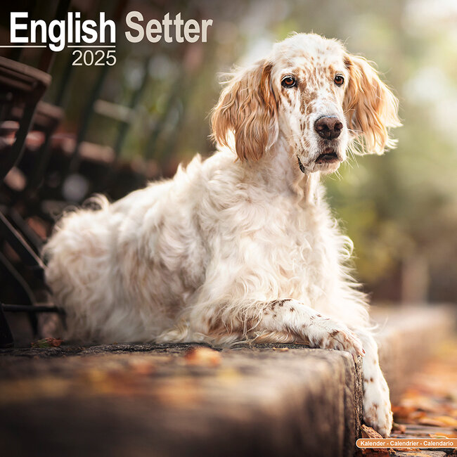 Avonside English Setter Calendar 2025