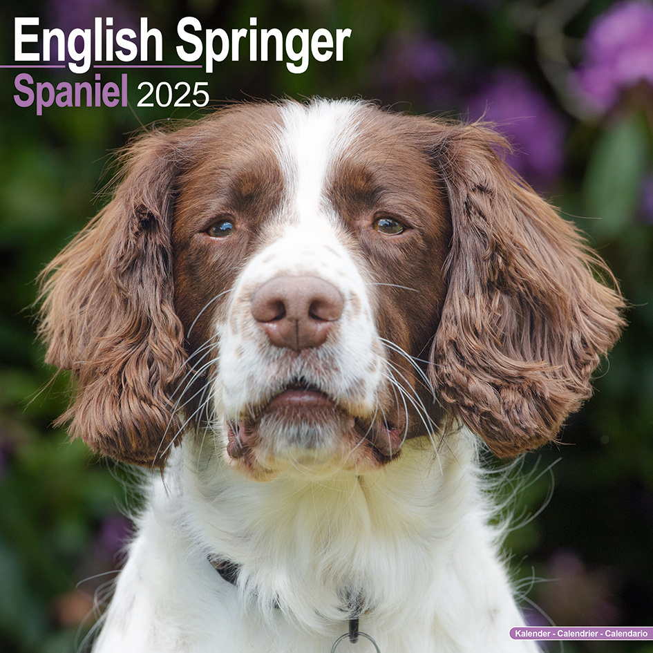 Buy English Springer Spaniel Calendar 2025 pictures of the English