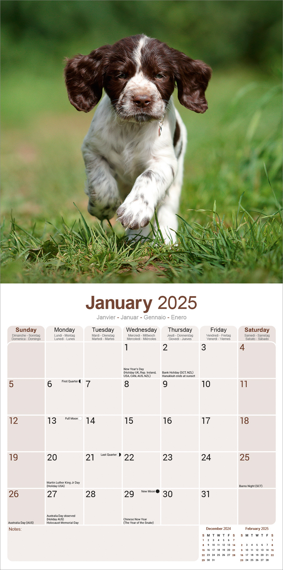 Buy English Springer Spaniel Calendar 2025 pictures of the English
