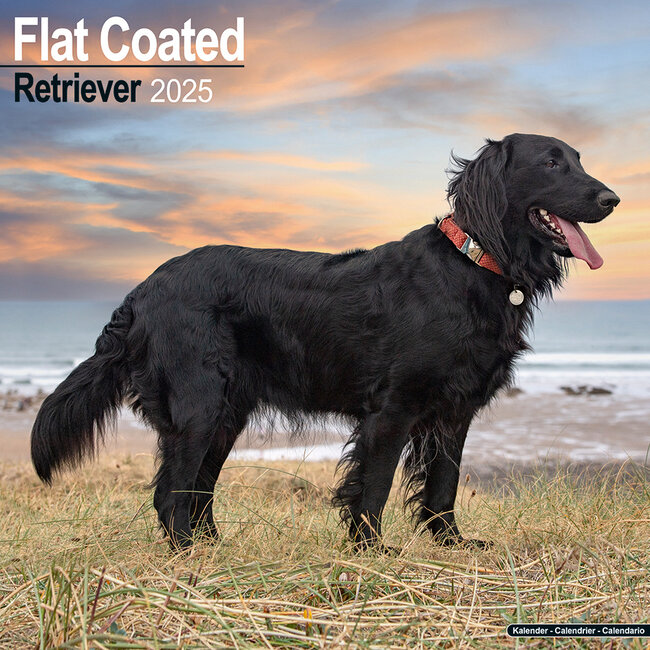 Flatcoated Retriever Calendar 2025