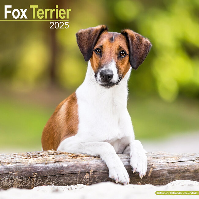 Calendario Fox Terrier 2025