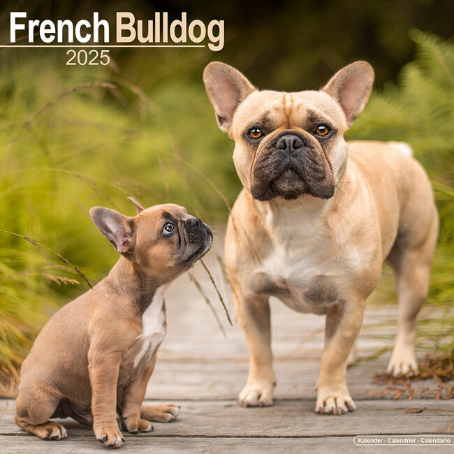 Avonside Franse Bulldog Kalender 2025
