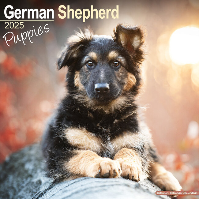 Duitse Herder Puppies Kalender 2025