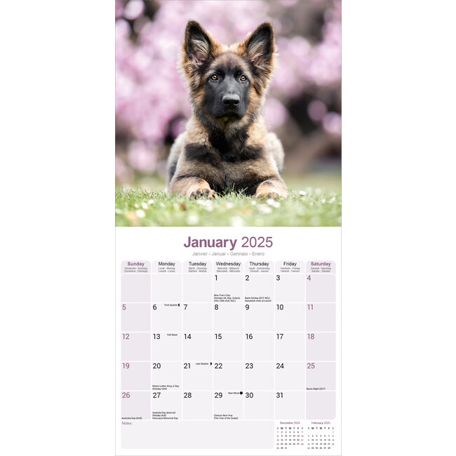Buying German Shepherd Puppies Calendar 2025 Order easily online