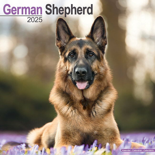 Deutscher Schäferhund Kalender 2025