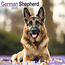 Avonside German Shepherd Calendar 2025