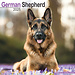 Avonside German Shepherd Calendar 2025