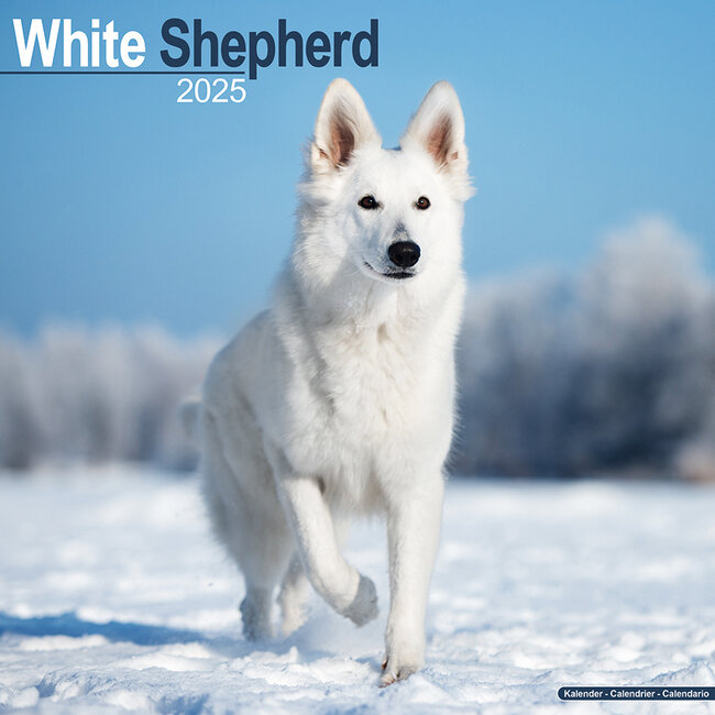 White Shepherd Calendar 2025