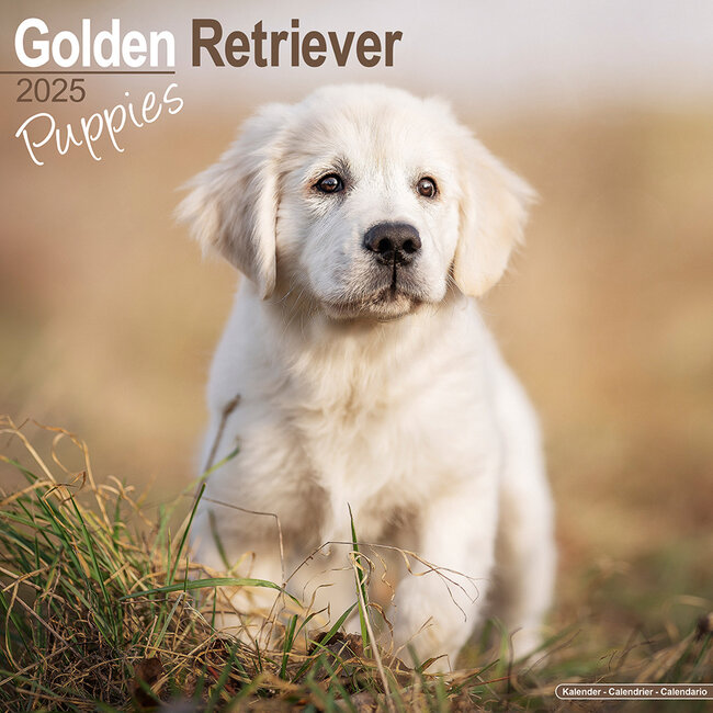 Calendario dei cuccioli di Golden Retriever 2025