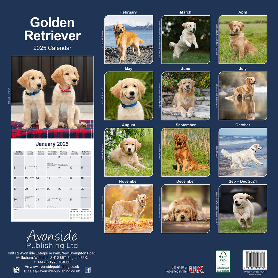 Golden Retriever Calendar 2025 Buy photos of the Golden Retriever