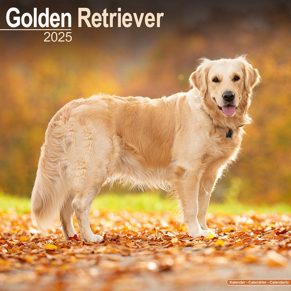 Calendario Golden Retriever 2025 Comprar fotos del Golden Retriever