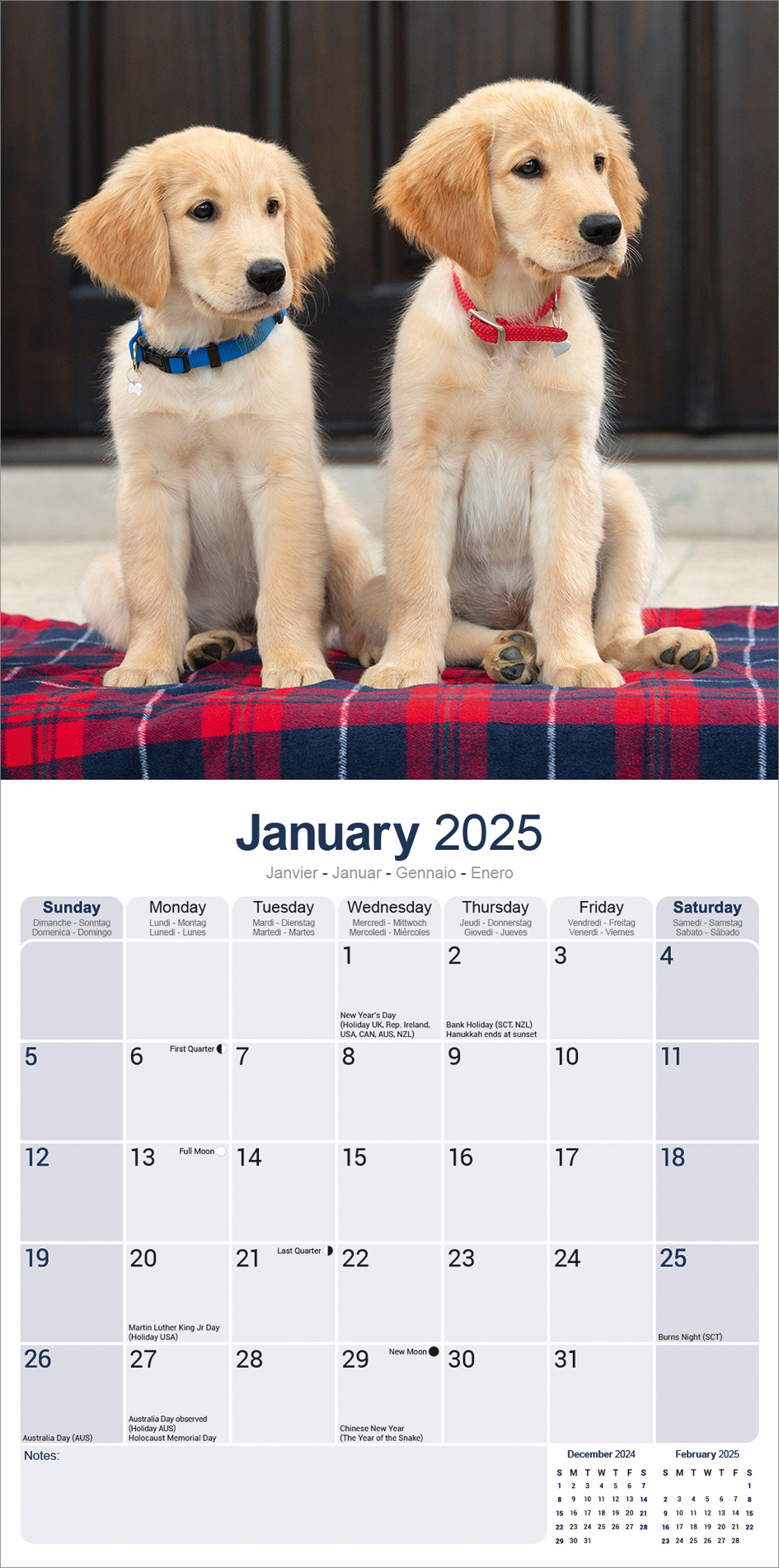 Calendario Golden Retriever 2025 Comprar fotos del Golden Retriever