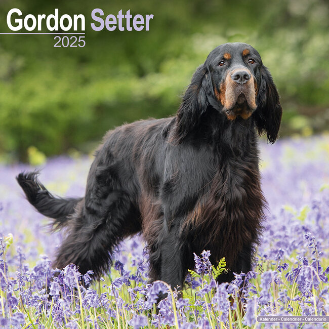 Avonside Gordon Setter Calendar 2025