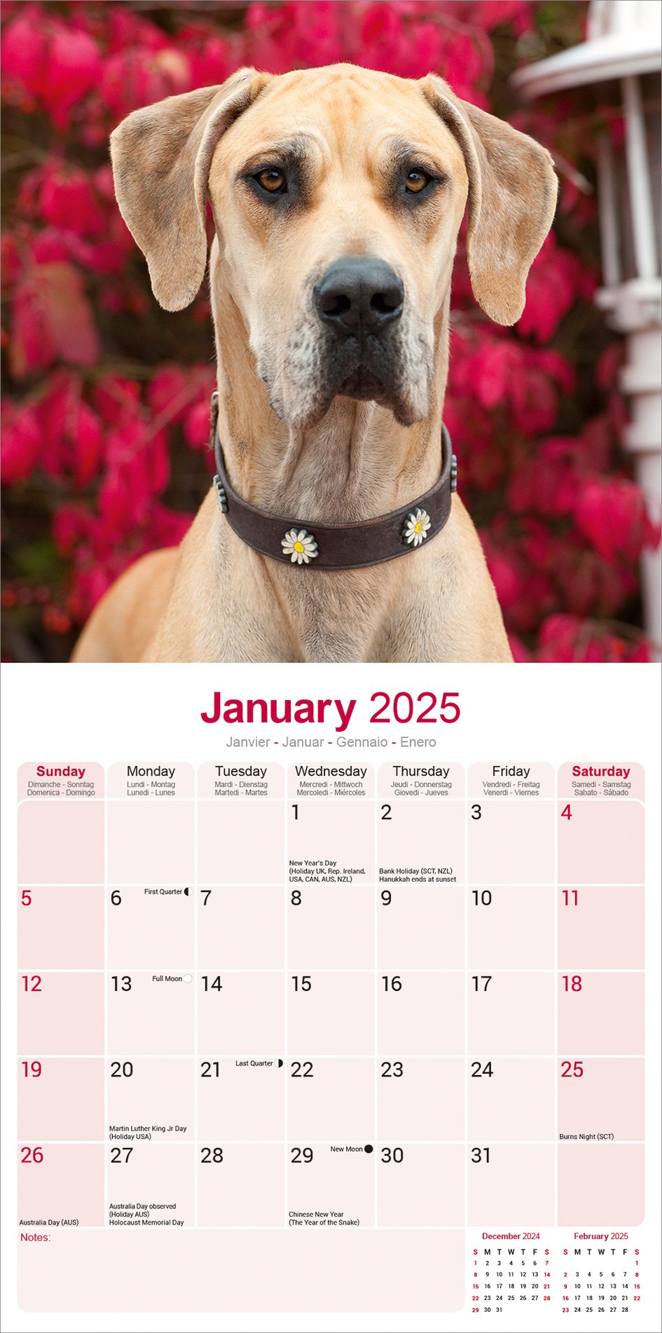 Duitse Dog Kalender 2025 (euro) direct bestellen? Kalenderwinkel.nl