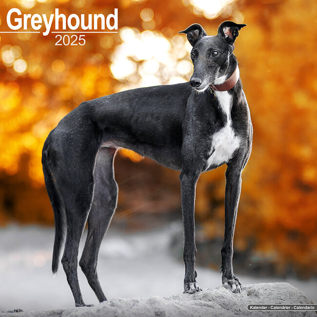 Greyhound Kalender 2025