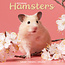 Avonside Calendario Hamster 2025