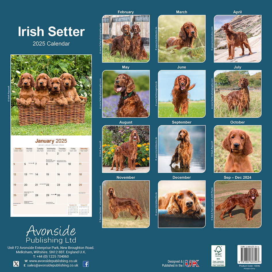 Irish Setter Calendar 2025 Nelie Xaviera