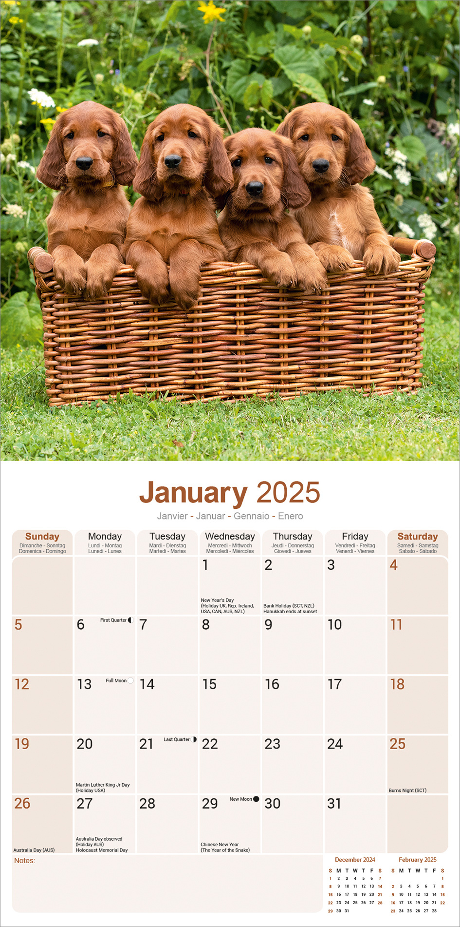 Irish Setter Calendar 2025 Nelie Xaviera