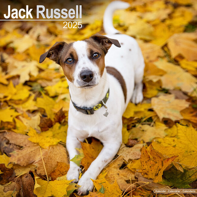 Calendario Jack Russell Terrier 2025