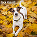 Avonside Calendario Jack Russell Terrier 2025