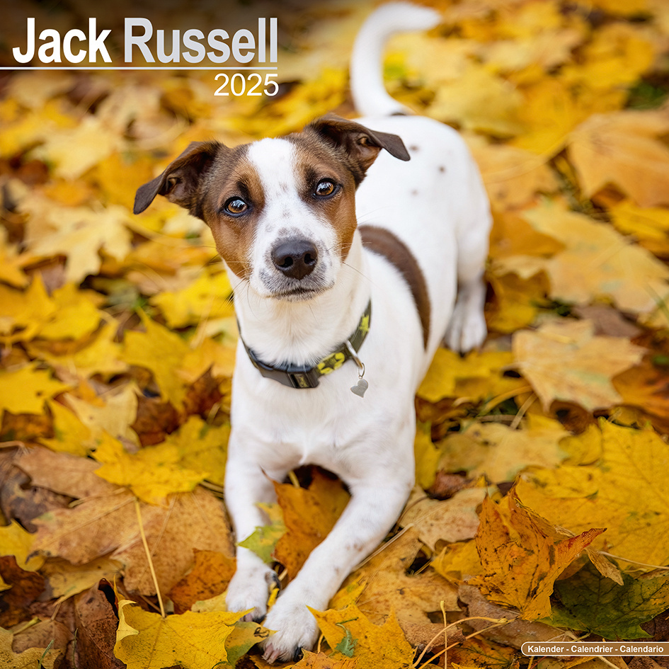 Jack Russell Terrier Kalender 2025 Kopen? Bestel eenvoudig Online