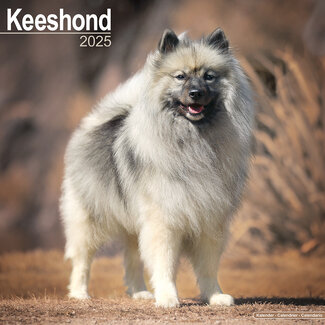 Avonside Calendrier Keeshond 2025