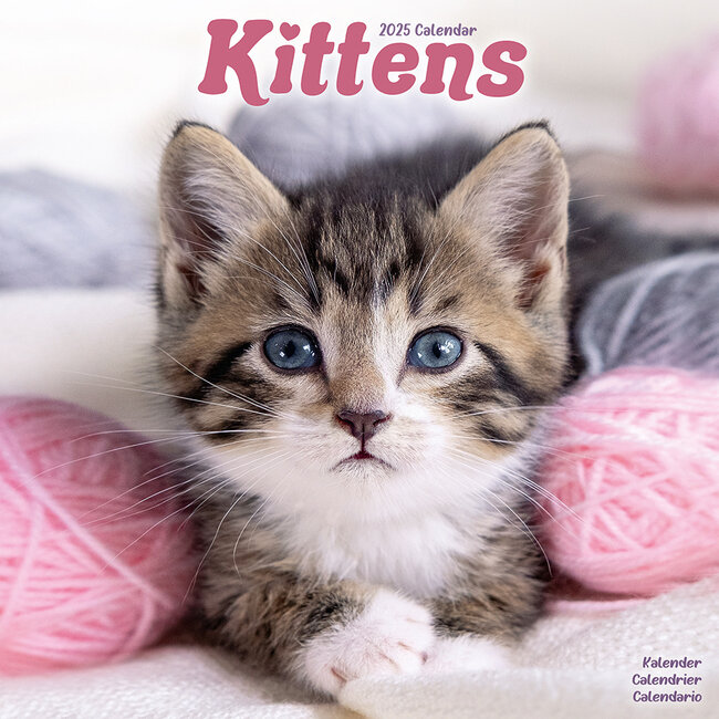 Kittens Kalender 2025 Kopen? Bestel eenvoudig online Kalenderwinkel.nl