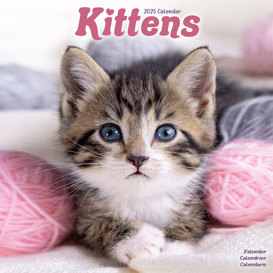 Buying Kittens Calendar 2025 simply order online Kalenderwinkel.nl